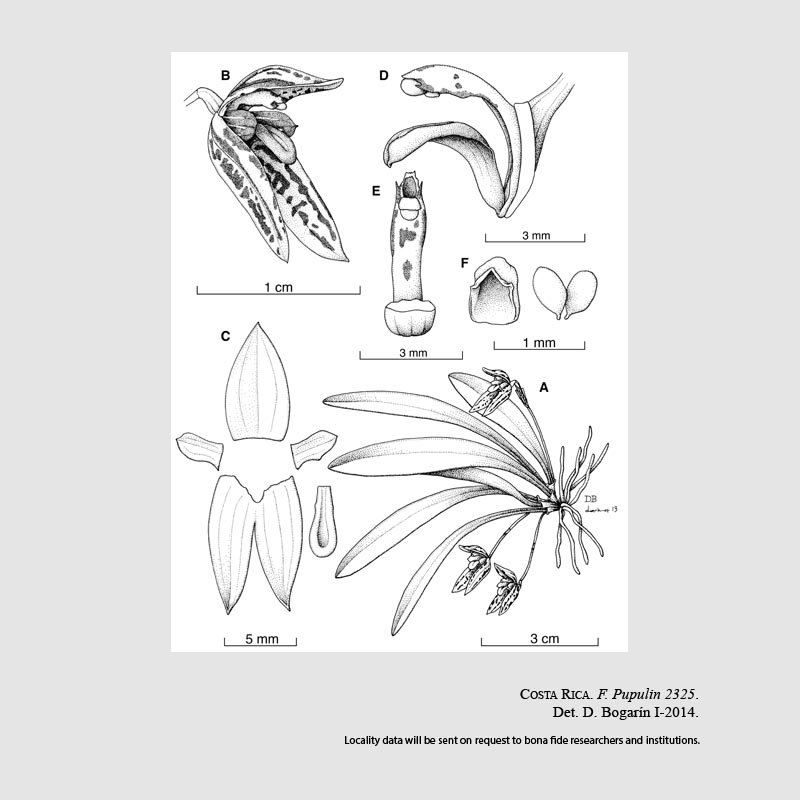 Specklinia berolinensis